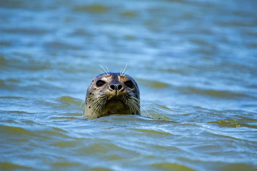 Grey seal poking it's head out of the water near a rocky shoreline