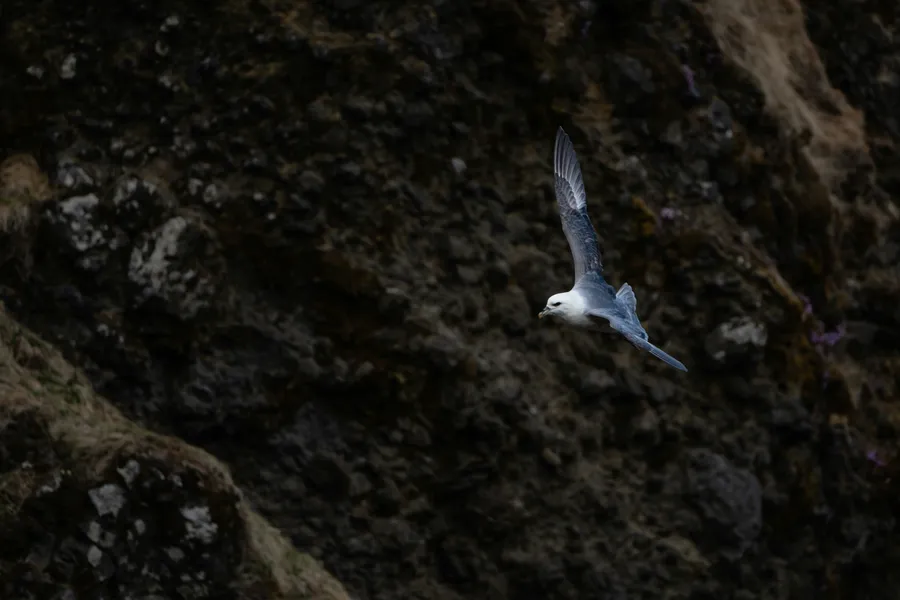 A Fulmar seabird gliding above the cliffs of Cornwall with the sea in the background