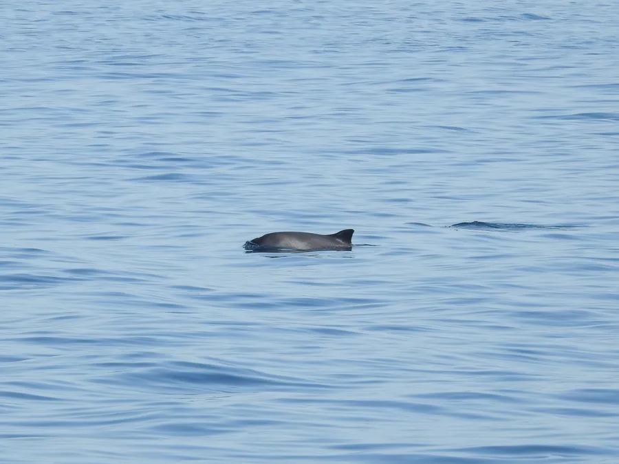 Harbour porpoise surfacing in calm sea water