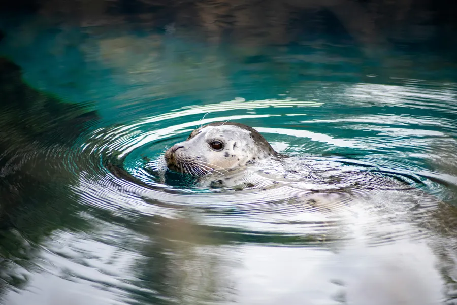 Grey seal swimming near the rocky shoreline with its head above the water